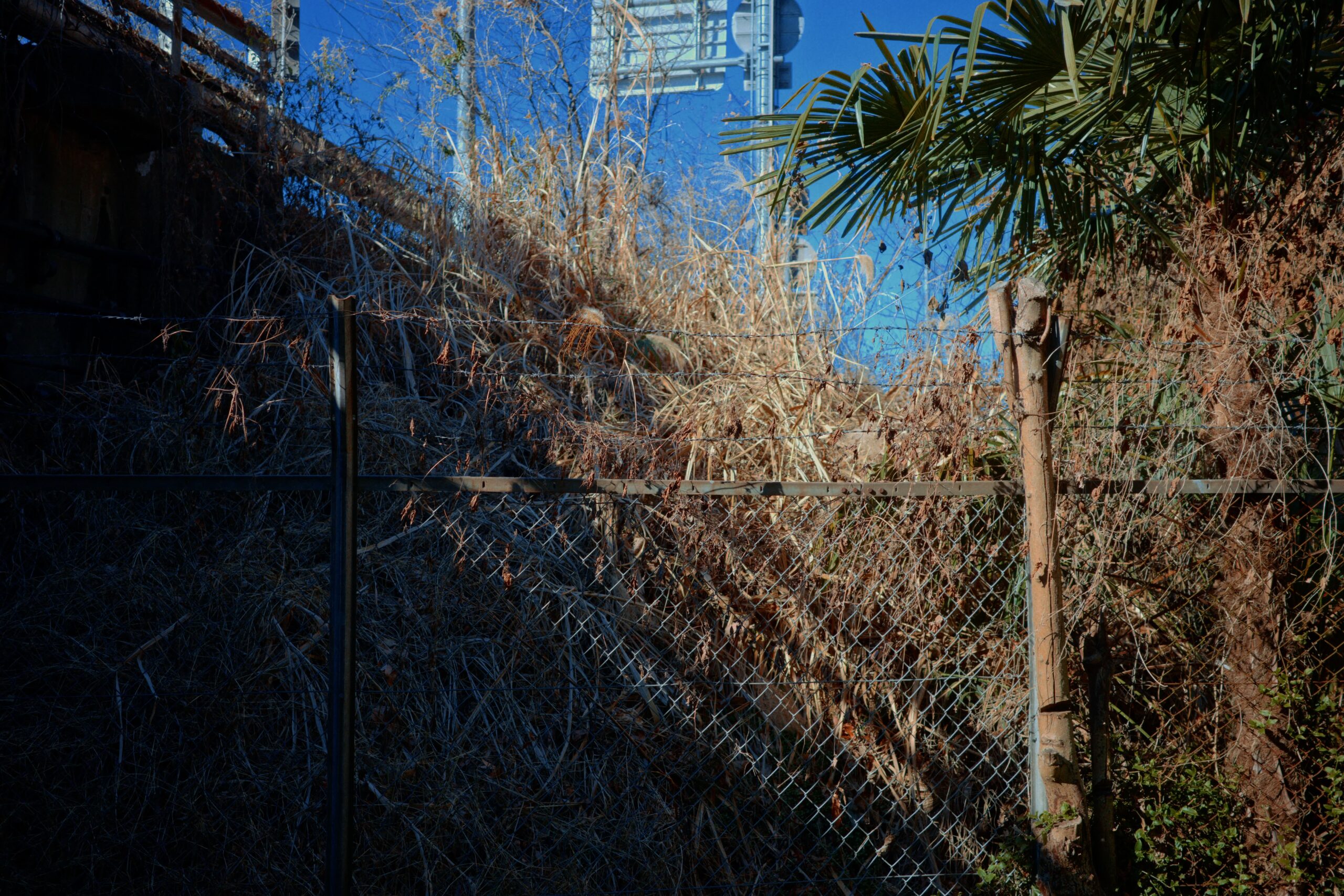 walk with