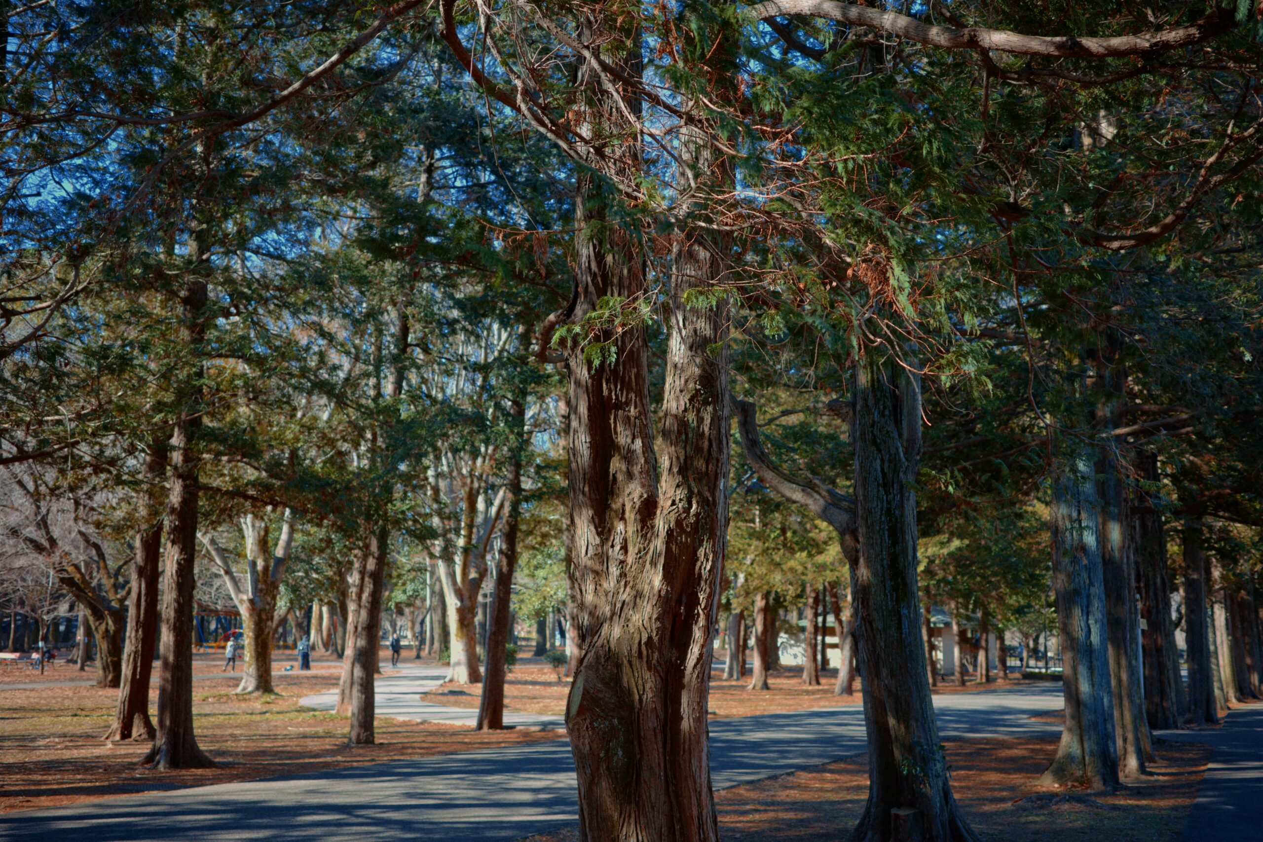 walk with