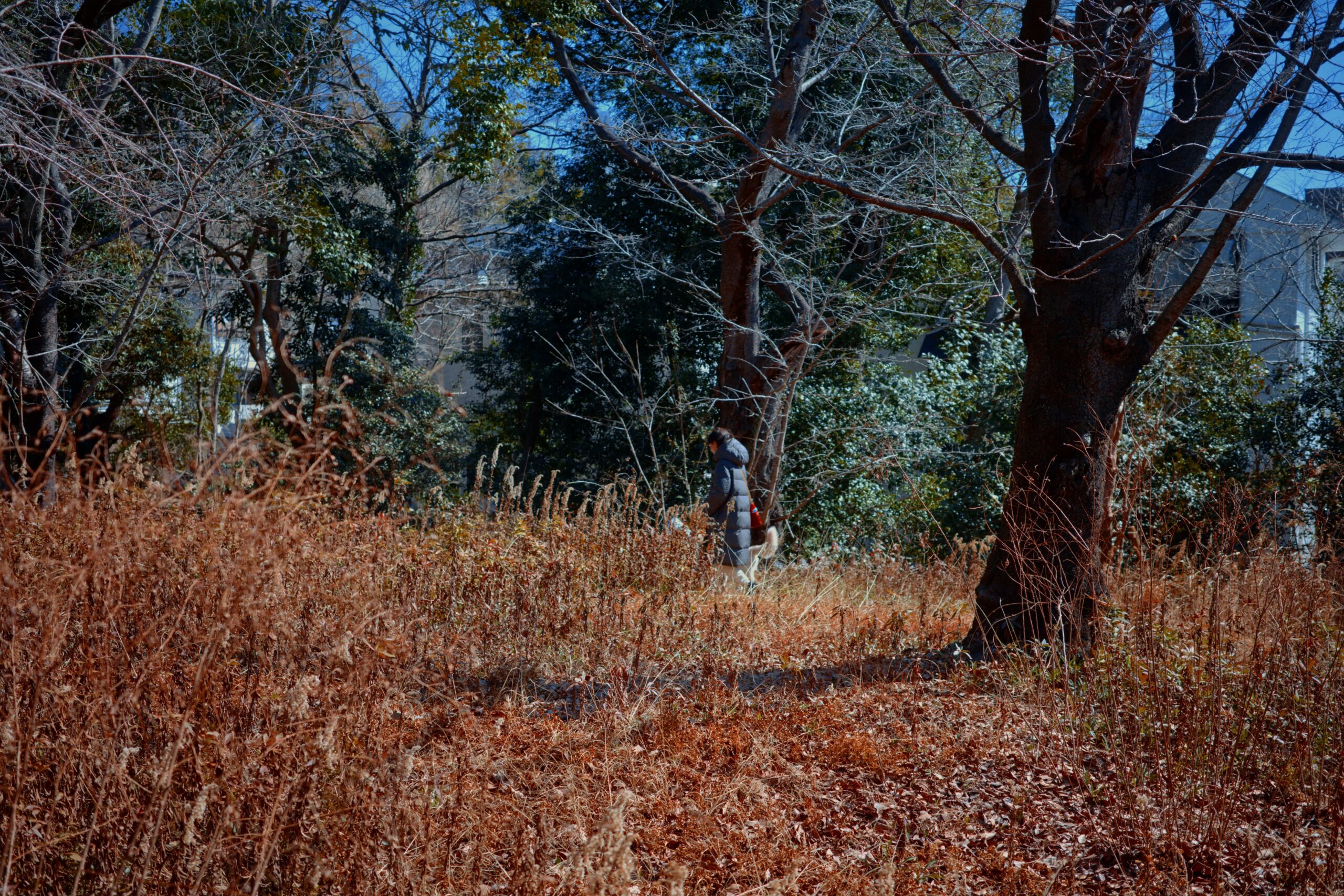 walk with